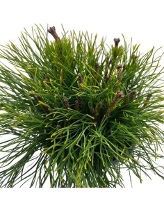 PINUS MUGO MUGHUS aghi, densi, robusti e verde scuro 2