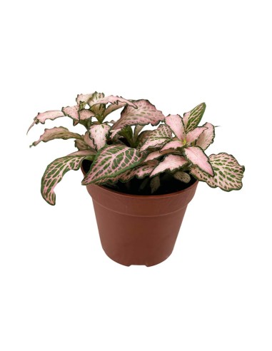 FITTONIA PINK FOREST FLAME SMALL LEAVES vaso 8.5 cm