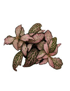 FITTONIA PINK FOREST FLAME SMALL LEAVES vaso 8.5 cm