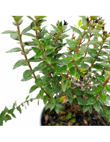 GAULTHERIA MUCRONATA o PERNETTYA Pianta Tappezzante