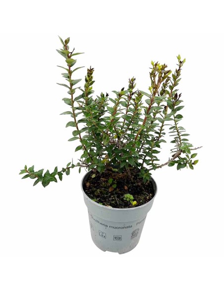 GAULTHERIA MUCRONATA o PERNETTYA Pianta Tappezzante