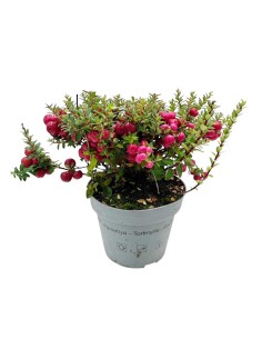 GAULTHERIA MUCRONATA o PERNETTYA Pianta Tappezzante 2