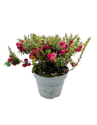 GAULTHERIA MUCRONATA o PERNETTYA Pianta Tappezzante