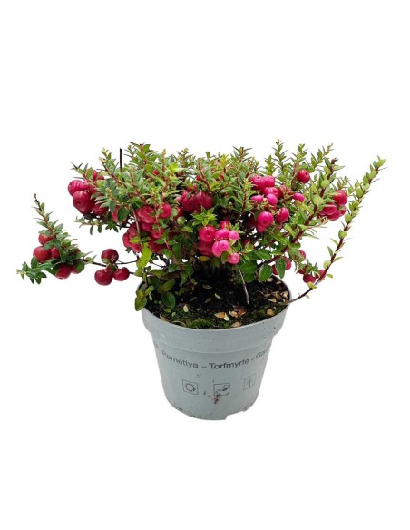 GAULTHERIA MUCRONATA o PERNETTYA Pianta Tappezzante