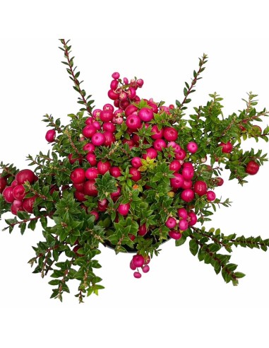 GAULTHERIA MUCRONATA o PERNETTYA Pianta Tappezzante