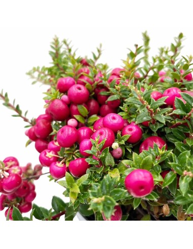 GAULTHERIA MUCRONATA o PERNETTYA Pianta Tappezzante