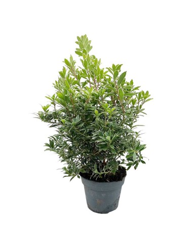 PIERIS JAPONICA arbusto sempreverde, straordinaria bellezza