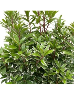 PIERIS JAPONICA arbusto sempreverde, straordinaria bellezza 2