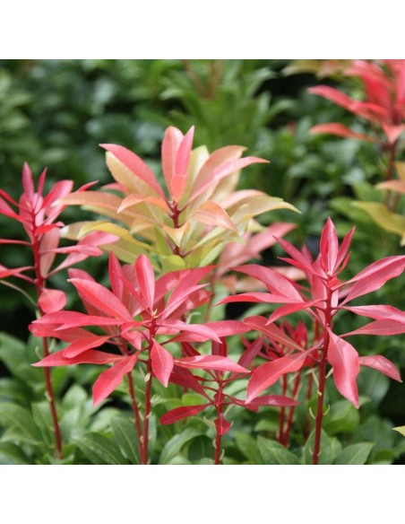 PIERIS JAPONICA arbusto sempreverde, straordinaria bellezza