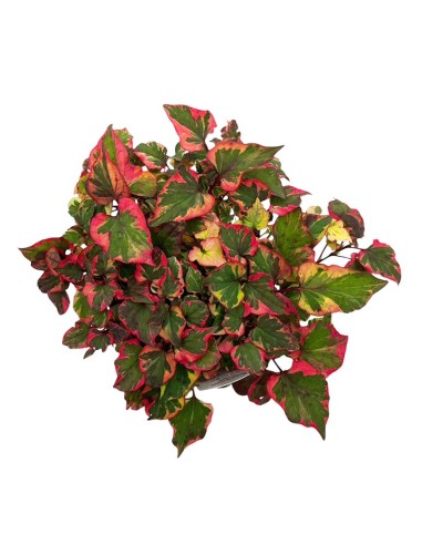 HOUTTUYNIA CORDATA 'CHAMELEON' fogliame variegato