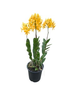 ORCHIDEA EPIDENDRUM GIALLA Fioritura Abbondante, facile