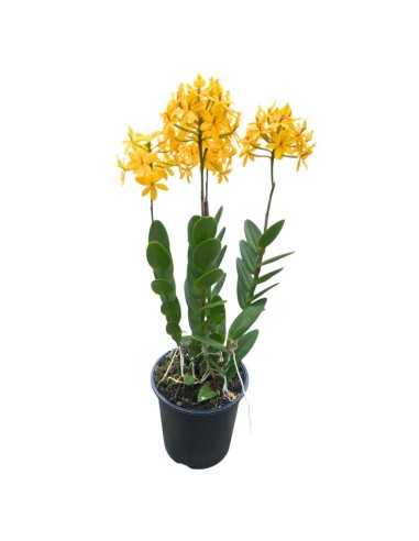 ORCHIDEA EPIDENDRUM GIALLA Fioritura Abbondante, facile