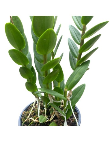 ORCHIDEA EPIDENDRUM GIALLA Fioritura Abbondante, facile