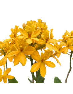 ORCHIDEA EPIDENDRUM GIALLA Fioritura Abbondante, facile 2