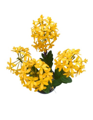 ORCHIDEA EPIDENDRUM GIALLA Fioritura Abbondante, facile