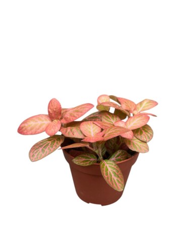 FITTONIA 'PINK SPECIAL' Pianta da interno Mosaico Rosa