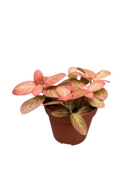 FITTONIA 'PINK SPECIAL' Pianta da interno Mosaico Rosa
