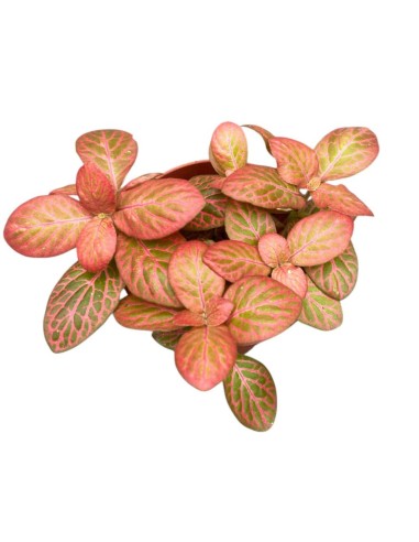 FITTONIA 'PINK SPECIAL' Pianta da interno Mosaico Rosa