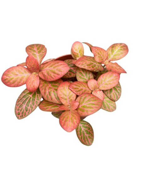 FITTONIA 'PINK SPECIAL' Pianta da interno Mosaico Rosa