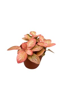 FITTONIA PINK SPECIAL Pianta da interno Mosaico Rosa