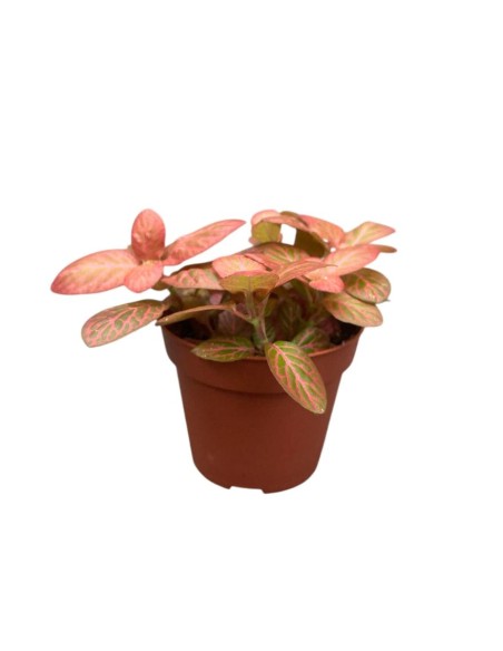FITTONIA 'PINK SPECIAL' Pianta da interno Mosaico Rosa