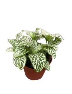 FITTONIA MOSAIC 'PURPLE SNOW ANNE' con Foglie Larghe