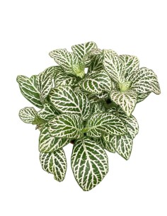 FITTONIA MOSAIC 'PURPLE SNOW ANNE' con Foglie Larghe 2