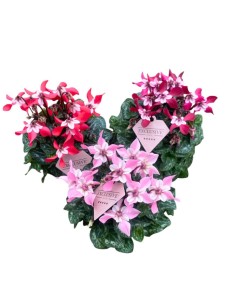 CICLAMINO 'Exclusive Djix' COLORI ASSORTITI Fiori Eleganti