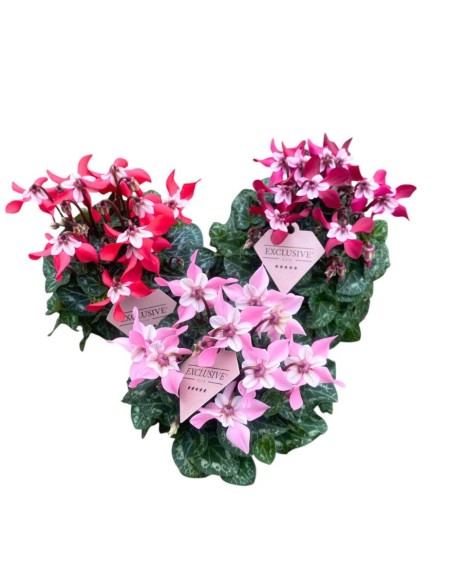 CICLAMINO 'Exclusive Djix' COLORI ASSORTITI Fiori Eleganti