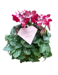 CICLAMINO 'Exclusive Djix' COLORI ASSORTITI Fiori Eleganti 2