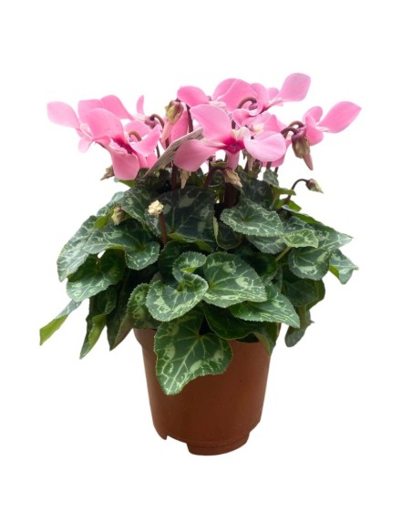 CICLAMINO 'Exclusive Djix' COLORI ASSORTITI Fiori Eleganti