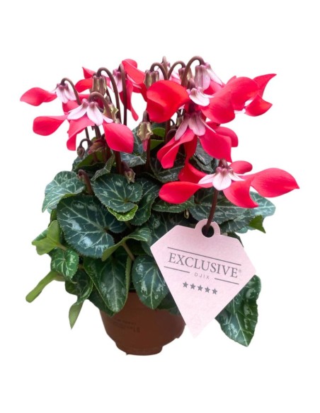 CICLAMINO 'Exclusive Djix' COLORI ASSORTITI Fiori Eleganti