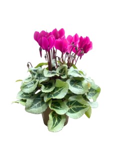 CICLAMINO 'SUPER SERIE PICASSO' foglia variegata 2