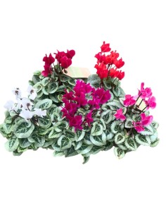 CICLAMINO 'SUPER SERIE PICASSO' foglia variegata