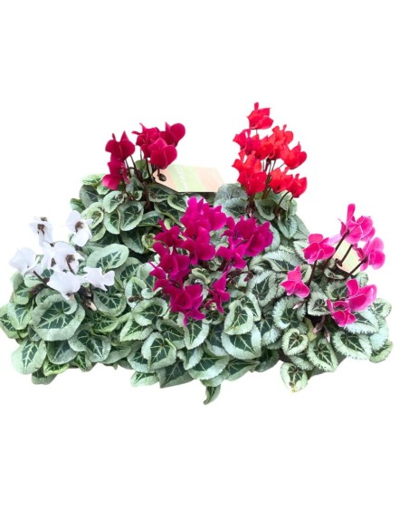 CICLAMINO 'SUPER SERIE PICASSO' foglia variegata