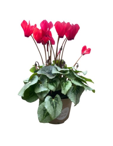 CICLAMINO 'SUPER SERIE PICASSO' foglia variegata