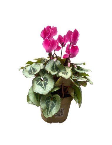 CICLAMINO 'SUPER SERIE PICASSO' foglia variegata
