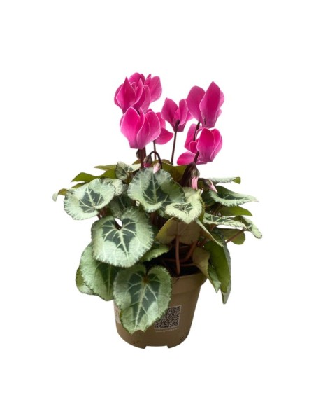 CICLAMINO 'SUPER SERIE PICASSO' foglia variegata
