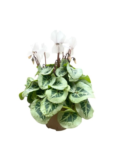 CICLAMINO 'SUPER SERIE PICASSO' foglia variegata