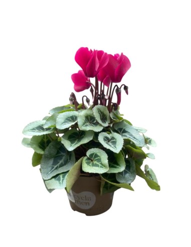 CICLAMINO 'SUPER SERIE PICASSO' foglia variegata
