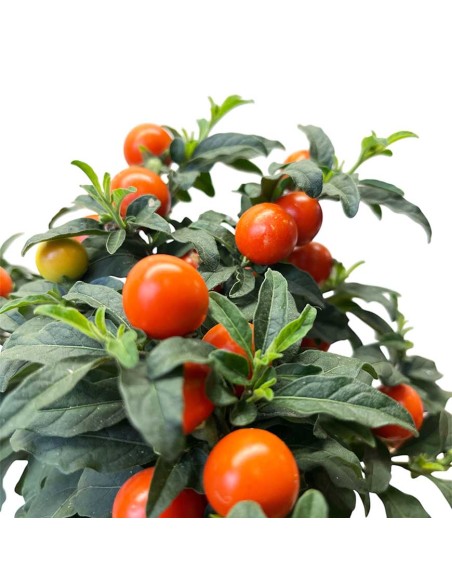 SOLANUM PSEUDOCAPSICUM "ciliegia di Gerusalemme"