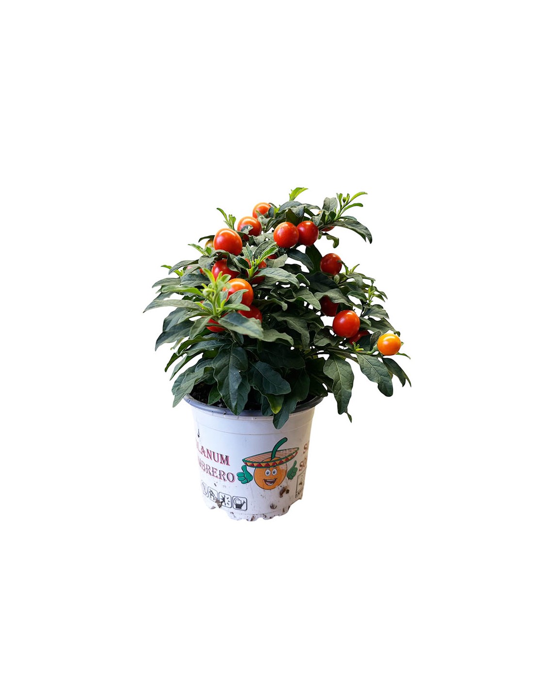POWERS TO FLOWERS Solanum Da Bacca (Ciliegio Di Gerusalemme) - 2 Piante Vere In Vaso Ceramica Antracite - 2