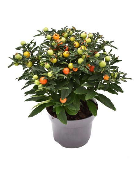 SOLANUM PSEUDOCAPSICUM "ciliegia di Gerusalemme"