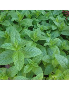 MENTA ROMANA "POLEGGIO" diametro vaso 14 cm