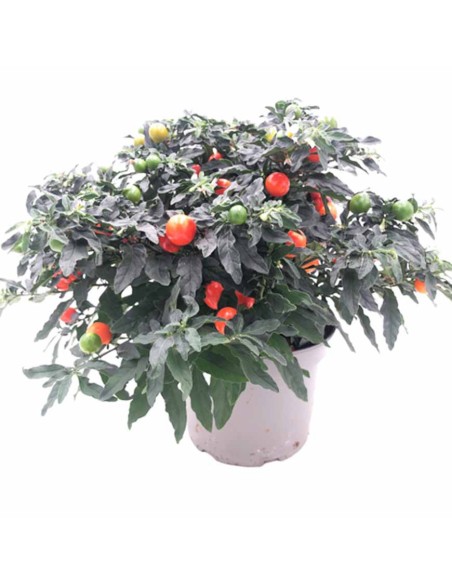 SOLANUM PSEUDOCAPSICUM "ciliegia di Gerusalemme"