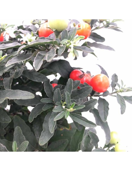 SOLANUM PSEUDOCAPSICUM "ciliegia di Gerusalemme"