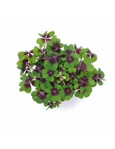 OXALIS DEPPEI "ferro di cavallo o quadrifoglio" 2