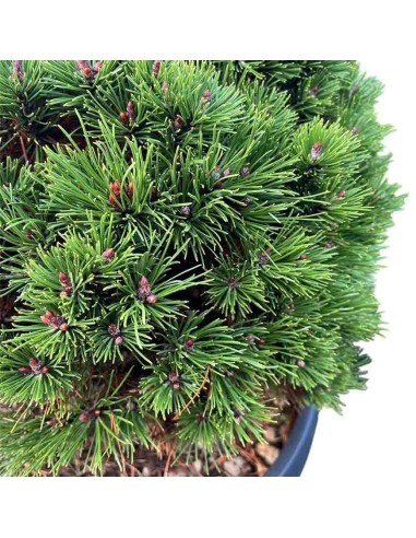 PINUS MUGO MUGHUS aghi, densi, robusti e verde scuro