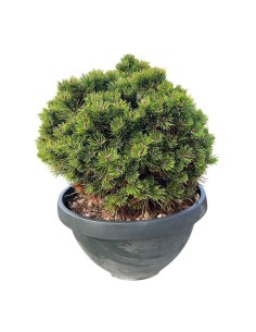 PINUS MUGO MUGHUS aghi, densi, robusti e verde scuro 2