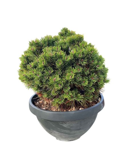 PINUS MUGO MUGHUS aghi, densi, robusti e verde scuro
